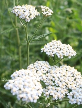 Schafgarbenkraut