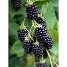 Brombeer-Wein